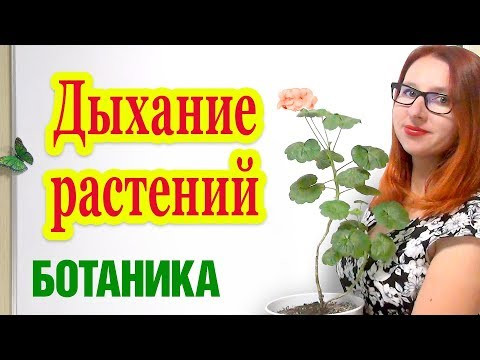 Дыхание растений. Дыхание и фотосинтез.
