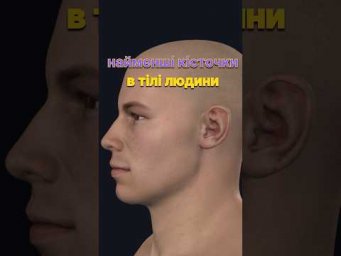 Які найменші кісточки у нашому тілі? #нмт #поступлениевмед #biology #биология