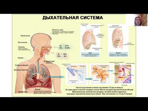 Строение дыхательной системы. Функции дыхания