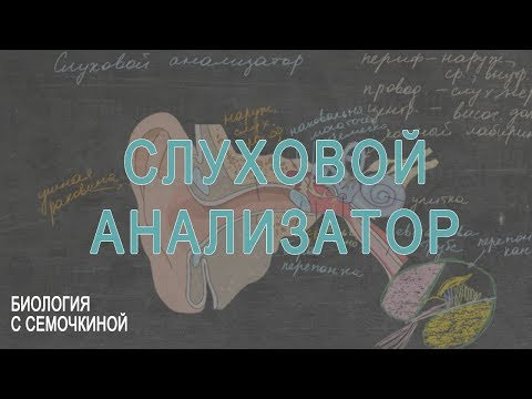 Слуховой анализатор