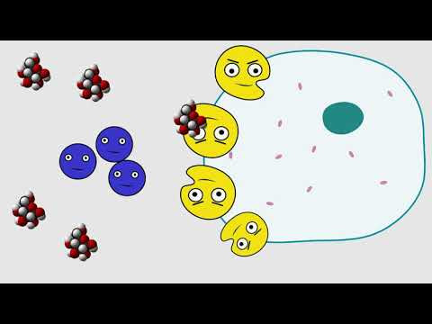 Коротко: об инсулине и сахаре