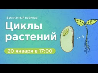 20 января. Циклы растений