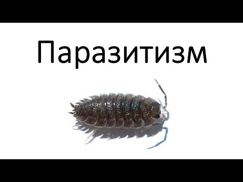 Паразитизм как образ жизни. 7 самых необычных паразитов