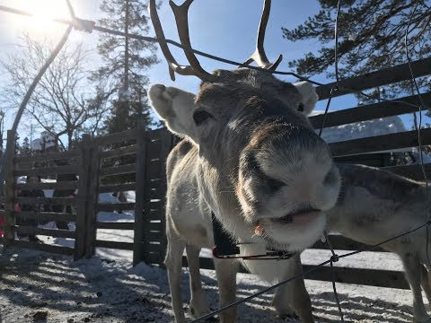 Ruka. Lapland. Рука. Финляндия. Лапландия март 2018. За кадром! // Биология в Живой Природе