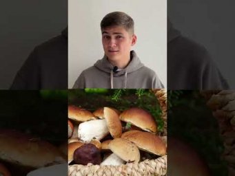Почему не все обезьяны стали людьми? 