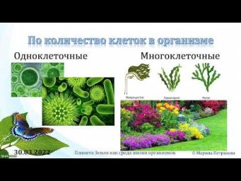 5 класс. Урок 31 марта 2022 года