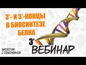 Вебинар | 3'- и 5'-концы в биосинтезе белка