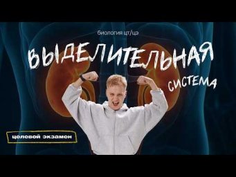 Выделительная система | Целевой экзамен