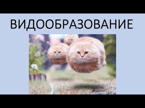 Видообразование. Типы видообразования (теория+задания)