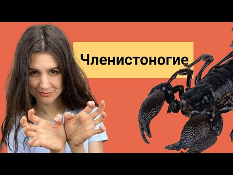 Тип членистоногие Тип членистоногие