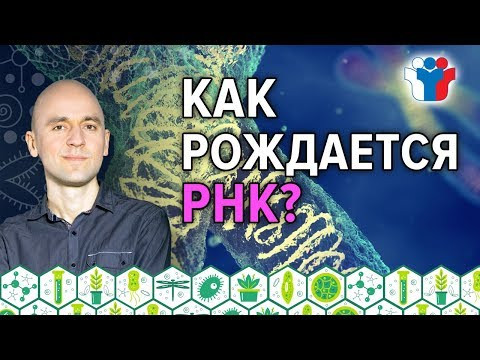 8. Как рождается РНК? Очень важно для задач в ЕГЭ по биологии