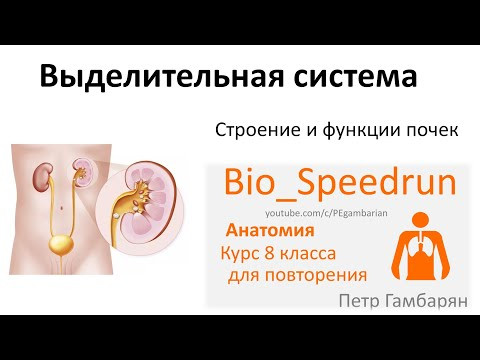 20. Выделительная система (Speedrun анатомия 8 класс, ЕГЭ, ОГЭ 2021)