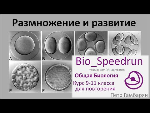13. Размножение и развитие животных (Speedrun общая биология 9-11 класс, ЕГЭ, ОГЭ 2021)