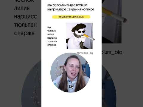 цветковые растенийя на примере котиков