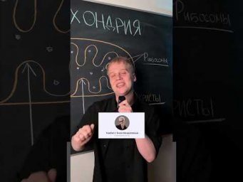 Митохондрия за 1 минуту | тгк: Химбио с Яном