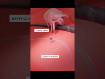 Микромир, он, возможно, бесконечен? #biology #биология #биологияегэ #факты