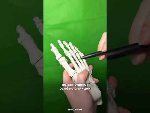 Пальцы на ногах скоро исчезнут? Пальцы на ногах скоро исчезнут?