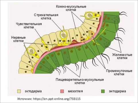 Задание ЕГЭ на мультипотентные интерстициальные  клетки