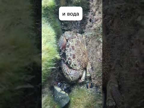Начинаю разбирать биосферу предыдущие шортсы в плейлисте #экология , #биология #егэ