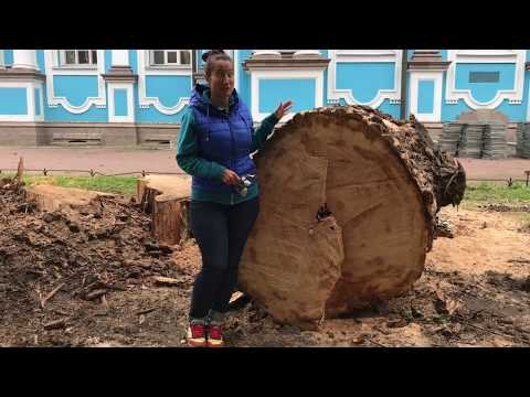 Строение стебля. Раздел : многообразие растительного мира. Передвижение веществ у растений