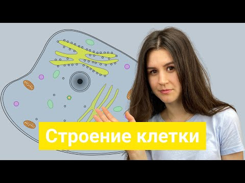 Строение клетки Строение клетки