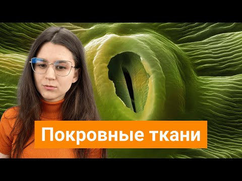 Покровные ткани растений Покровные ткани растений