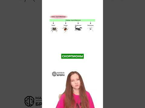 ПАУКООБРАЗНЫЕ #биологияегэ #биология #зоология