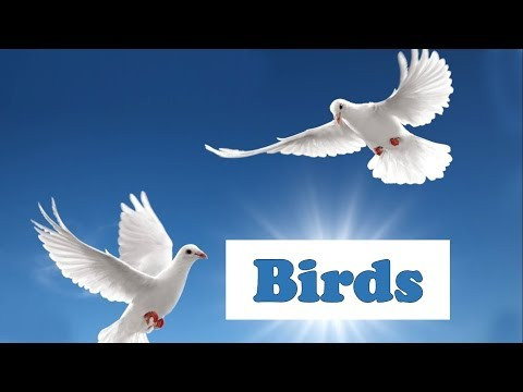 Птицы на английском языке