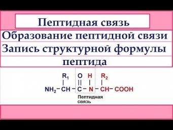 Пептидная связь. Образование пептидной связи. Запись структурной формулы пептида.