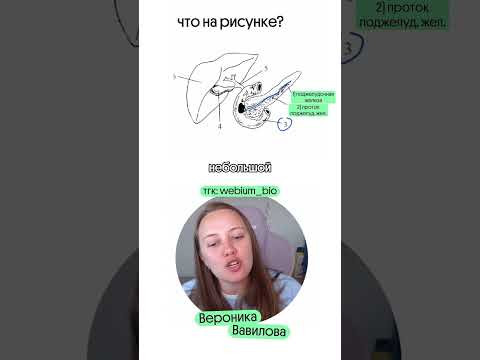полезные материалы в тгк @webium_bio ##биология #егэ #биологияегэ