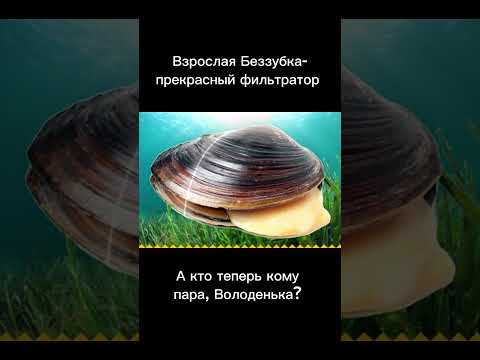 Глохидии на ЕГЭ подробнее в комментариях #биология #егэ #егэ2024 #зоология