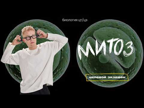 КЛЕТОЧНЫЙ ЦИКЛ. МИТОЗ