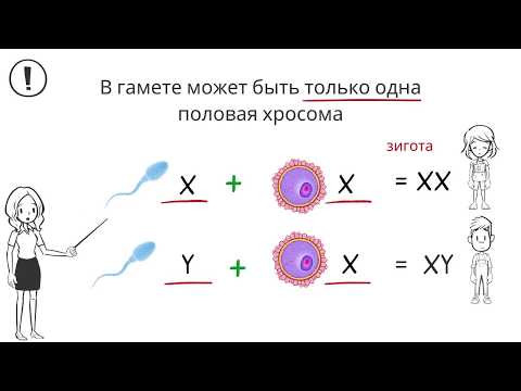 Хромосмы. Виды хромосом и их строение Хромосмы. Виды хромосом и их строение