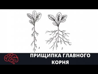 Прищипка главного корня Опыт