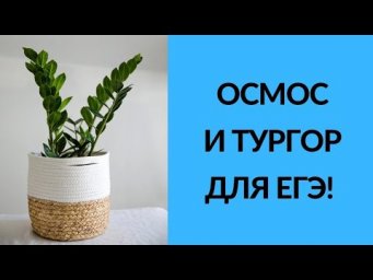 ОСМОС И ТУРГОР для ЕГЭ по биологии!