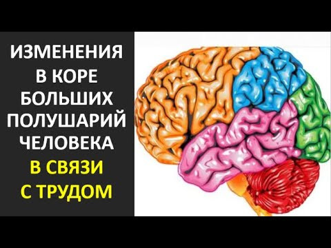 35. Изменения в коре больших полушарий человека в связи с трудом