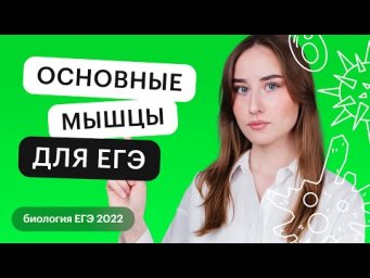 Основные мышцы для ЕГЭ по биологии | Онлайн - школа СОТКА