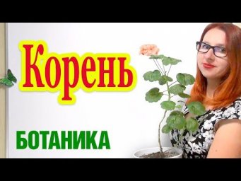 Корень. Функции, строение и виды корней.