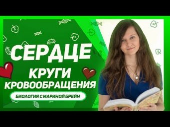 Сердце - строение и круги кровообращения