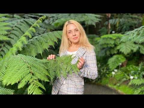 ПЕРФЕКТ- прошедшее время в немецком языке- Фрау Анжелика