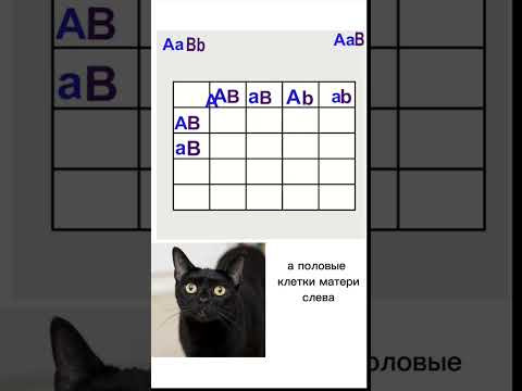 третий закон Менделя, 3 часть, последняя, наконец-то) #кошки #генетика третий закон Менделя, 3 часть, последняя, наконец-то) #кошки #генетика
