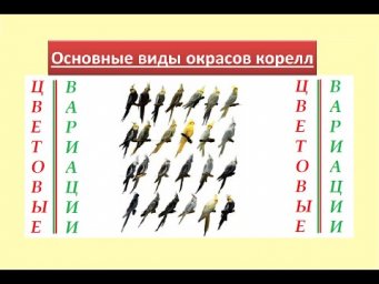 Кореллы. Цветовые вариации. Определяем окрас попугая кореллы.