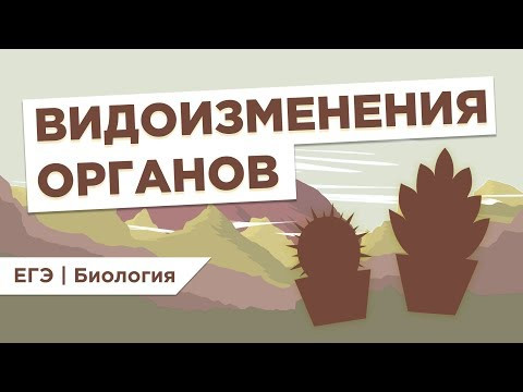 ВИДОИЗМЕНЕНИЯ ОРГАНОВ I ЕГЭ Биология | Даниил Дарвин ВИДОИЗМЕНЕНИЯ ОРГАНОВ I ЕГЭ Биология | Даниил Дарвин