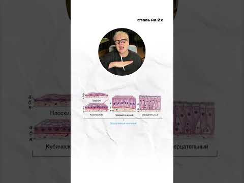 Покровный эпителий. 9 класс | Биология с Яном
