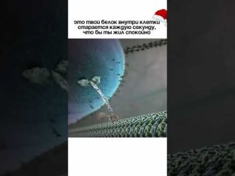 А что ты знаешь про свойства белка?