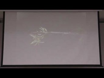 ЗЭ 2018, Морфология растений, 9 класс edit