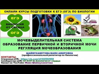 МОЧЕВЫДЕЛИТЕЛЬНАЯ СИСТЕМА ОБРАЗОВАНИЕ ПЕРВИЧНОЙ И ВТОРИЧНОЙ МОЧИ РЕГУЛЯЦИЯ МОЧЕОБРАЗОВАНИЯ