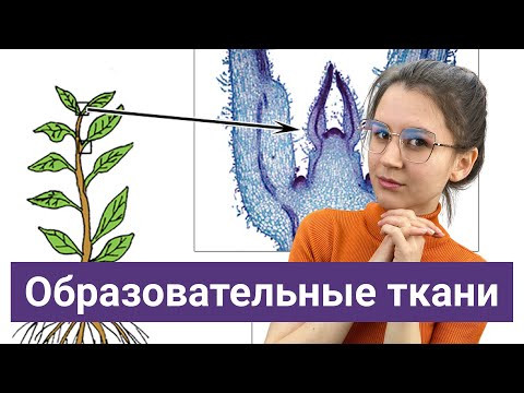 Образовательные ткани растений Образовательные ткани растений