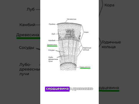 ✅Как быстро запомнить слои в стебле? #биология #биологияегэ #егэ #химбио ✅Как быстро запомнить слои в стебле? #биология #биологияегэ #егэ #химбио