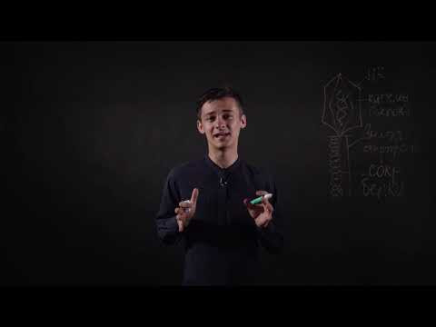 Биология | ОГЭ и ЕГЭ | Бактериофаг Биология | ОГЭ и ЕГЭ | Бактериофаг